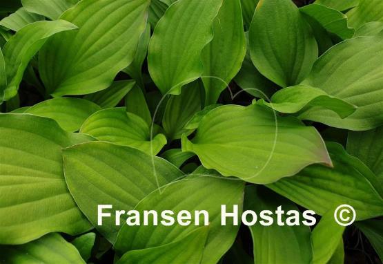 Hosta Devon Red